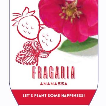 Fragaria x ananassa 'Summer Breeze'