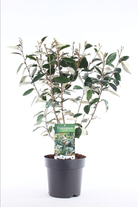 Elaeagnus x ebbingei
