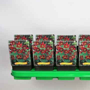 Pulsatilla vulgaris 'Rubra'