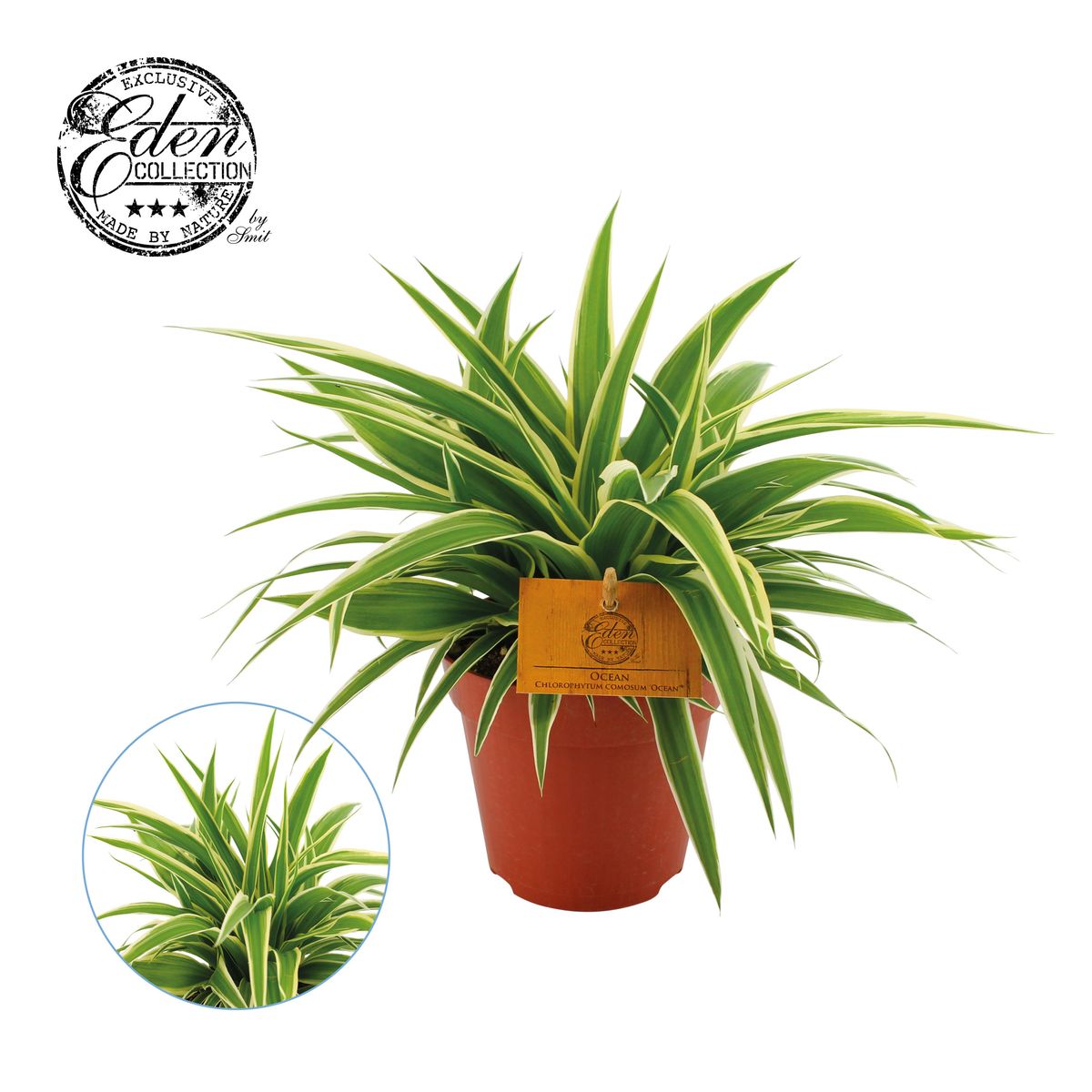Chlorophytum comosum 'Ocean' — Plant Wholesale FlorAccess