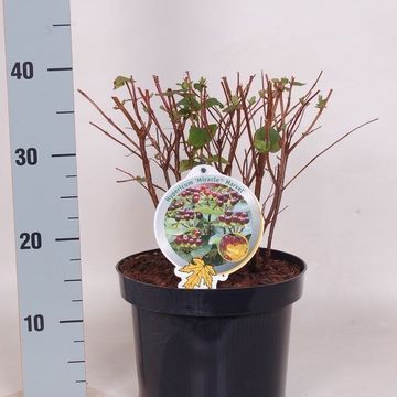 Hypericum MIRACLE MARVEL