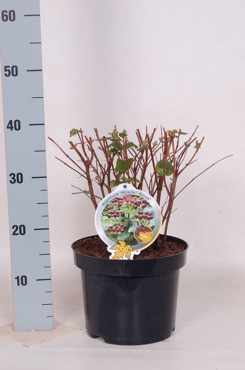 Hypericum MIRACLE MARVEL