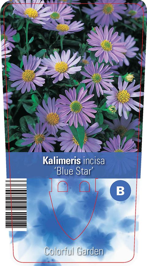 Kalimeris incisa 'Blue Star'