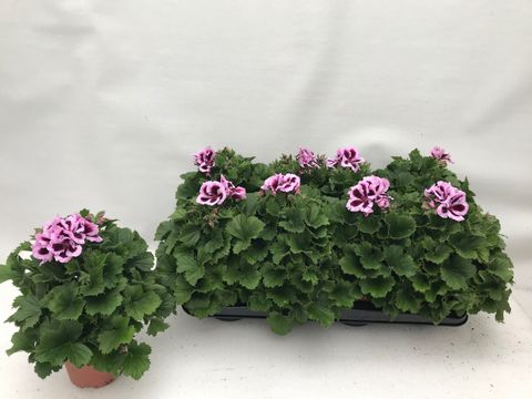 Pelargonium PATRICIA