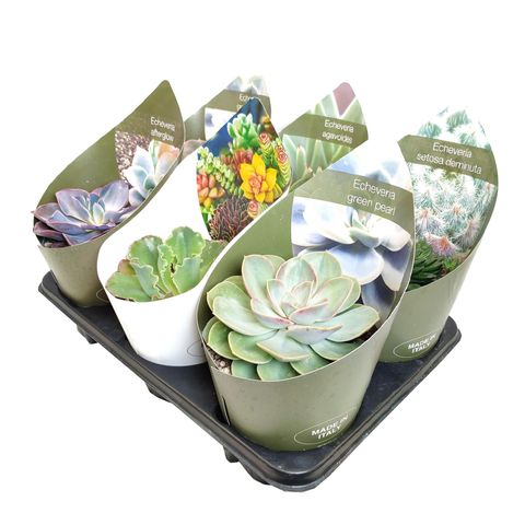 Echeveria MIX