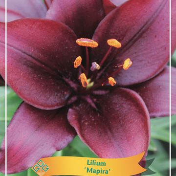 Lilium 'Mapira'