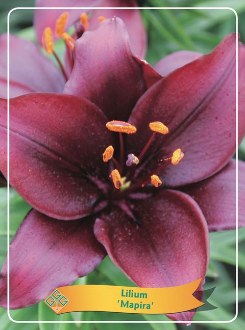 Lilium 'Mapira'