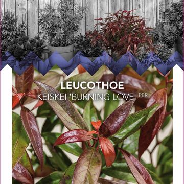 Leucothoe keiskei BURNING LOVE