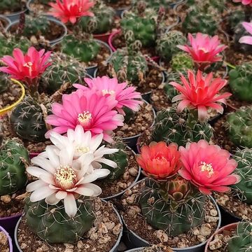 Gymnocalycium baldianum