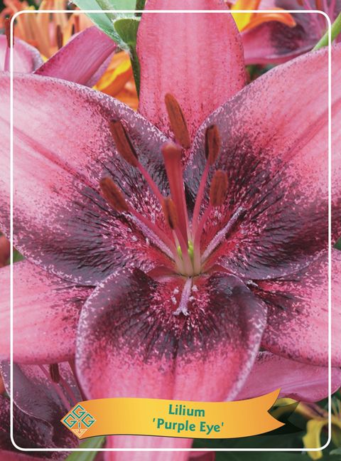 Lilium 'Purple Eye'