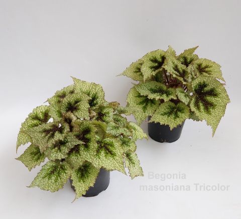 Begonia masoniana 'Tricolor'