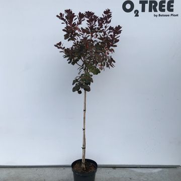 Cotinus coggygria 'Royal Purple'
