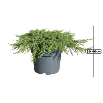 Juniperus communis 'Green Carpet'
