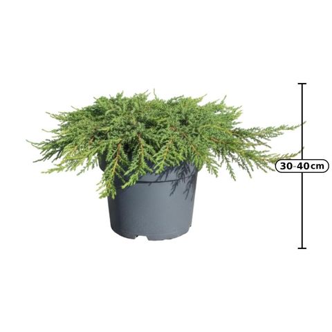 Juniperus communis 'Green Carpet'