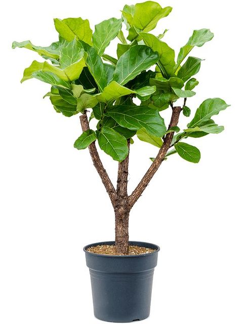 Ficus lyrata