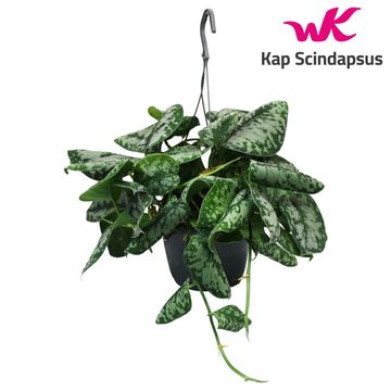 Scindapsus pictus 'Trebie'