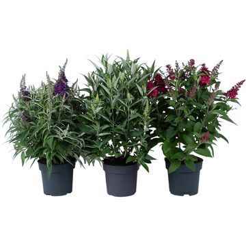 Buddleja davidii BUTTERFLY CANDY MIX