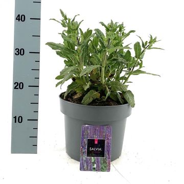 Salvia nemorosa 'Caradonna'