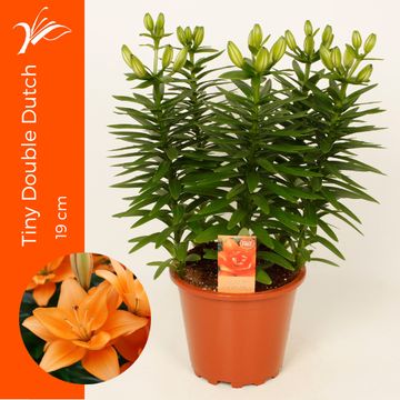 Lilium 'Tiny Double Dutch'