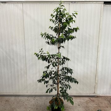 Styrax japonicus SNOWCONE