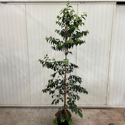 Styrax japonicus SNOWCONE