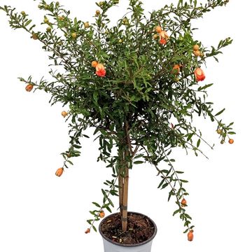 Punica granatum