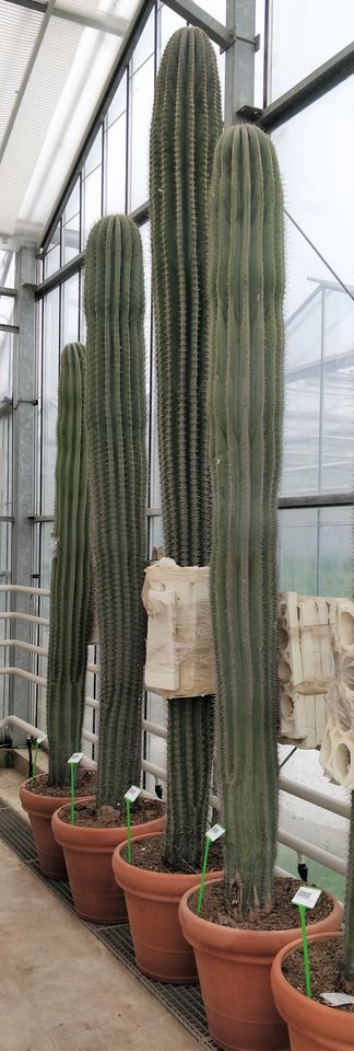Pachycereus pringlei