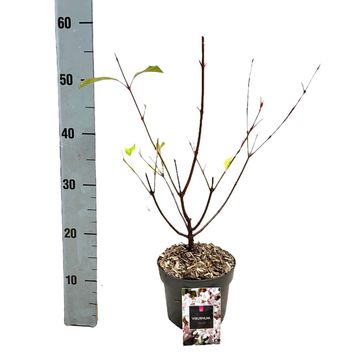 Viburnum x bodnantense 'Dawn'