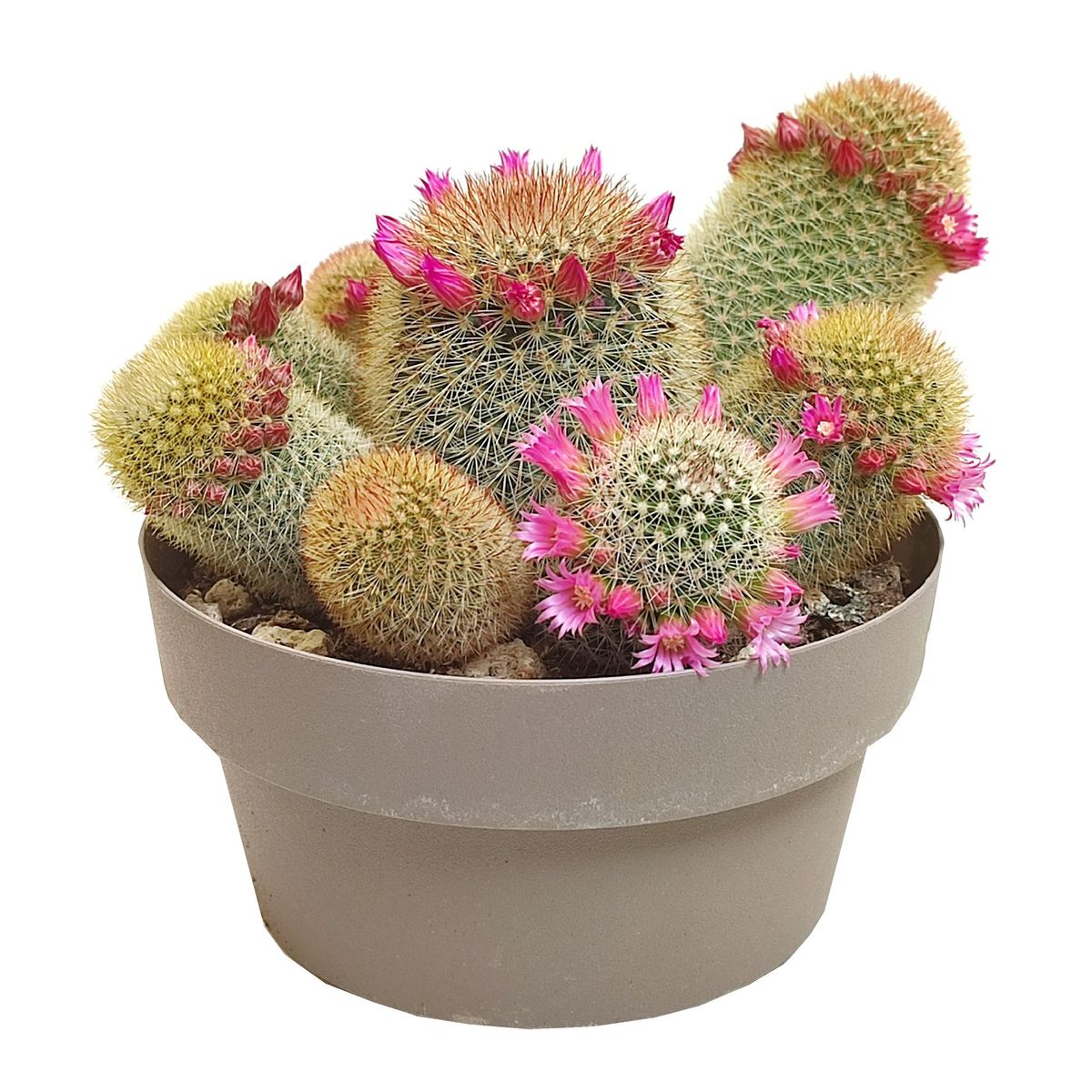 Mammillaria matudae  Plant Wholesale FlorAccess