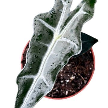 Alocasia sanderiana 'Nobilis'
