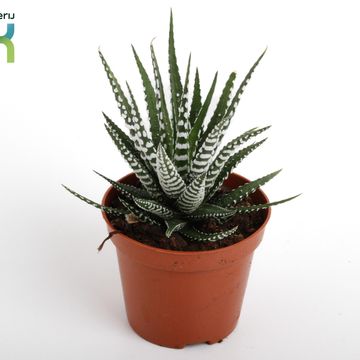 Haworthia fasciata 'Big Band'