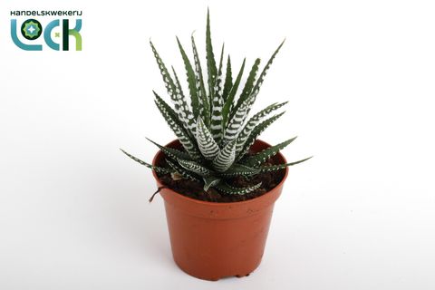 Haworthia fasciata 'Big Band'