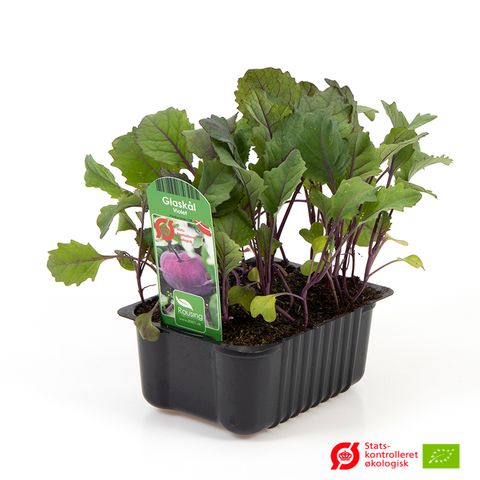 Brassica oleracea gongylodes