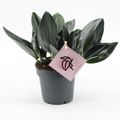 Scindapsus treubii DARK FORM