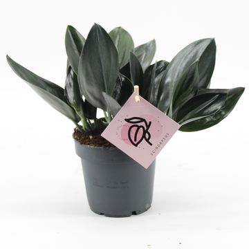 Scindapsus treubii DARK FORM