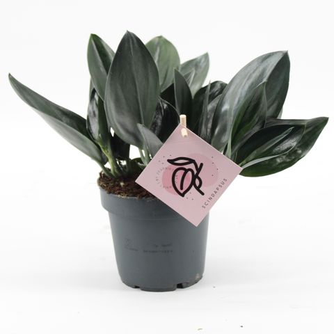 Scindapsus treubii DARK FORM