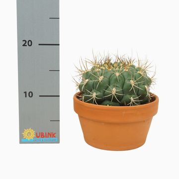 Gymnocalycium saglionis