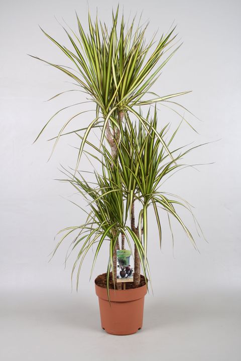 Dracaena marginata 'Sunray'