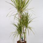 Dracaena marginata 'Sunray'