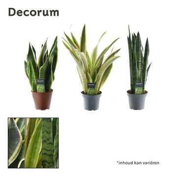 Sansevieria trifasciata MIX﻿