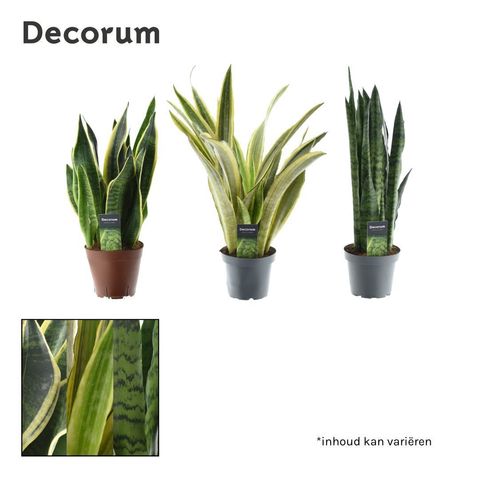 Sansevieria trifasciata MIX﻿