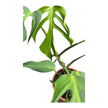 Monstera 'Burle Marx Flame'