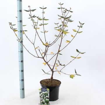 Viburnum x burkwoodii