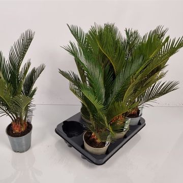 Cycas revoluta