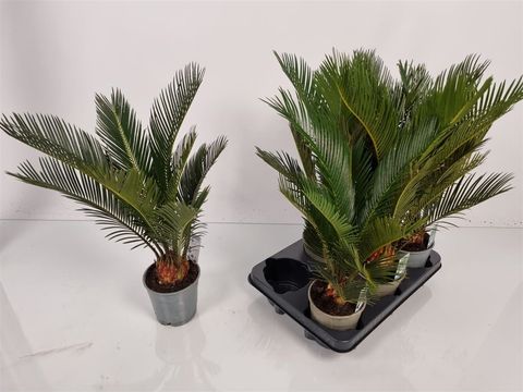 Cycas revoluta