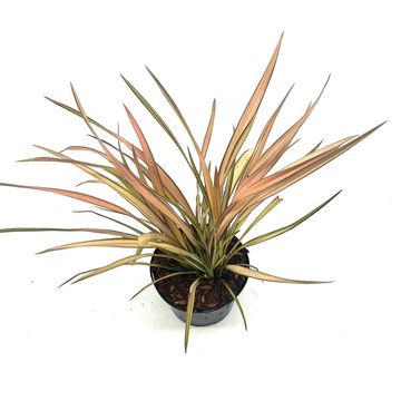 Phormium 'Rainbow Sunrise'