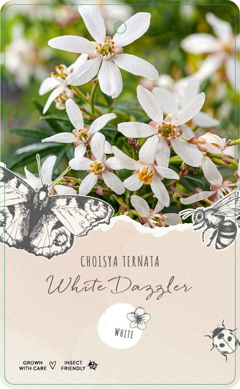 Choisya WHITE DAZZLER