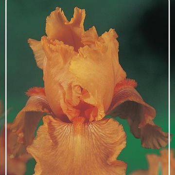 Iris 'Skyfire'