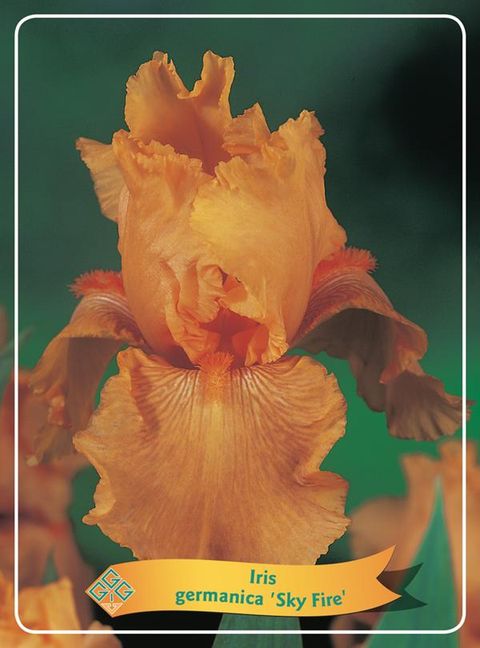 Iris 'Skyfire'