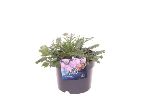 Scabiosa columbaria 'Pink Mist'